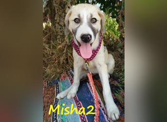 Misha2 geb. 03/2025 (GRC) - verträgliche und zuckersüße Griechische Schäferhund Mix Welpin!