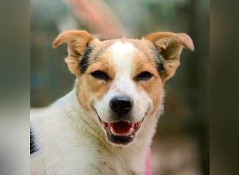 Didier - freundlicher, aktiver, verspielter kleiner Jack Russel-Mix Rüde / z.Zt. noch in Rumänien