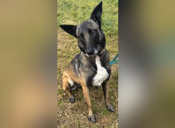 Traumhund Nela