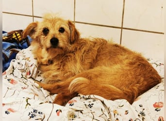 Misia, Terriermischling, geb. 2014, liebe Seniorin sucht Zuhause