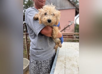 Abu, verspielter Maltipoo Welpe geb. 2025