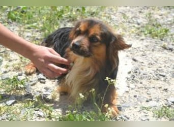 Salsicha, einer von zwölf zurückgelassenen Hunden sucht ein neues Zuhause