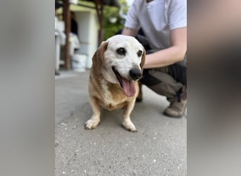 Schmusebacke Marci sucht seine Menschen
