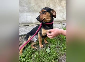Amigo, geboren 08.04.2023, 35cm sucht sein Zuhause