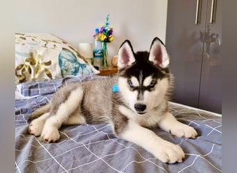 FCI Pedigree Blue Eyed Black & White Siberian Husky 