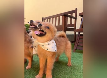 Charlie SR - Kuschelspitz mit großem Nachholbedarf