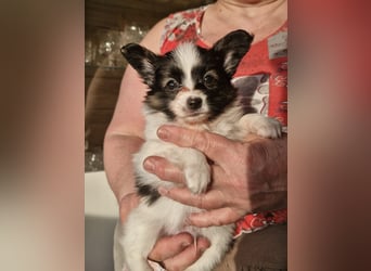 Reinrassige Papillon Welpen – Liebevoll in Familienhand aufgewachsen