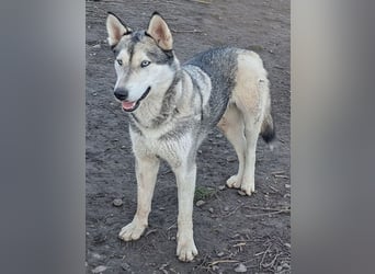 Schöne Nova sucht dringend ein neues Zuhause