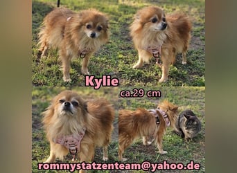 Kylie - von einem Vermehrer aussortiert