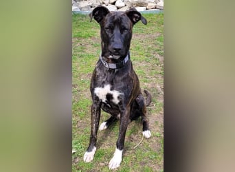 Sox wartet so lange auf seine 2. Chance