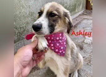 Ashley 07/2023 (GRC) - verspielte und fröhliche, süße Junghündin!