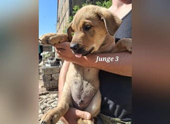 Ab sofort liebevolle Hände für drei wunderschöne Jungs gesucht.