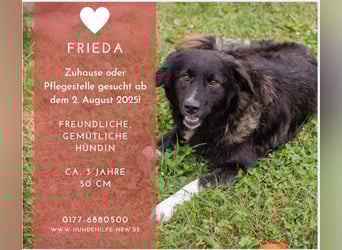 FRIEDA – sanfte Hündin sucht ihr ruhiges Zuhause