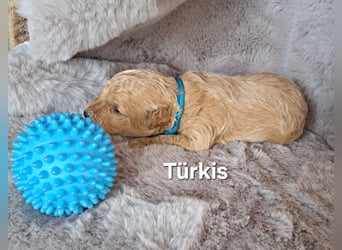 Maltipoo Welpen
