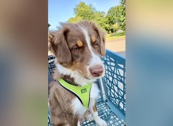 1 kleine Australian Shepherd Hündin( Welpe) braun/redtri (Minimix/Reinrassig)+ Gesundheitszeugnis