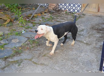 GASPAR