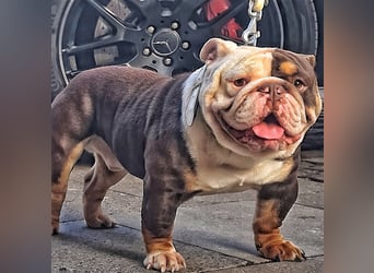 english Bulldogwelpen (Rarität!!)