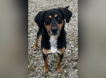 Orelle, geb. ca. 05/2024, lebt in GRIECHENLAND, auf einem Gelände, auf dem die Hunde notdürftig vers