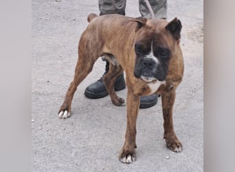 MAFLAS- BOXER RÜDE SUCHT NEUES ZUHAUSE