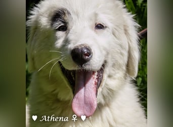 Athena sucht ein Zuhause