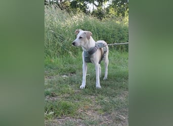 Chop von kettenlos (auf Pflegestelle in Niedersachsen)