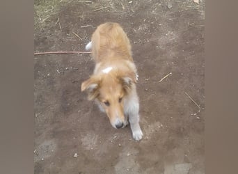 Colliekind - Mädchen - MAGICWOMAN