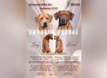 Rhodesian Ridgeback Welpen - Wurfplanung