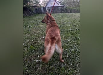 Fanni, Schäferhund Mischlingshündin geb. 2023