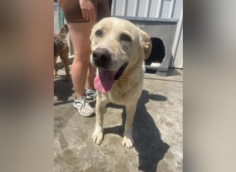 Und dann kam BAILEY - ein liebevoller Hundeopi mit trauriger Vergangenheit sucht endlich sein Glück