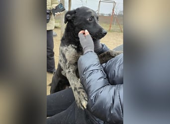 Zecco- ein Wundervoller Hundejunge sucht ein Zuhause