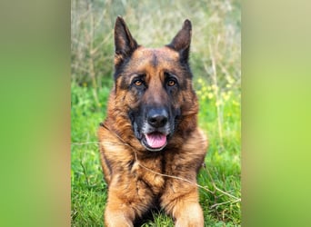 Bentley (Spanien) - sanfter Rüde sucht seine Menschen