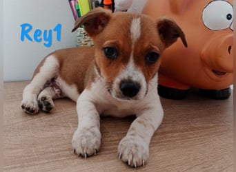 Rey1 geb. 03/2025 (ESP) - neugieriger, kleiner Bodeguero-Mix Welpe!