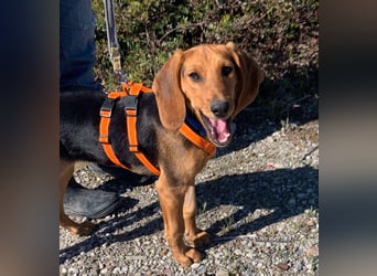 Ellie, eine wunderschöne und liebe Welpine sucht ihre Menschen