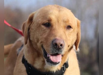 Roki ❤️ lieber, verschmuster Familienhund
