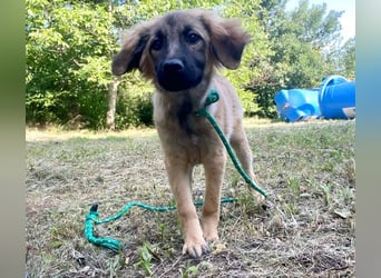 Bella - neugierige, aktive, verspielte Hündin / z.Zt. noch in Rumänien