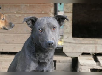 Jack freundlicher schlauer Black Beauty
