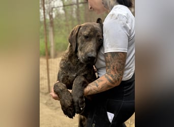 Brenda LM – freundliche Doggen-Boxer-Mix-Hündin sucht liebevolles Zuhause