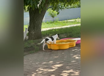 Maxi, geboren 01.04.2024, 36cm sucht aktives Zuhause