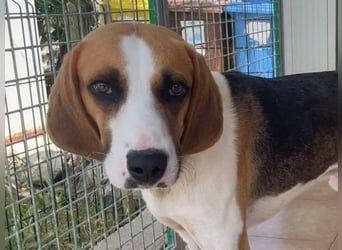 Dimmi – junger französischer Laufhund-Mischling sucht liebevolles Zuhause