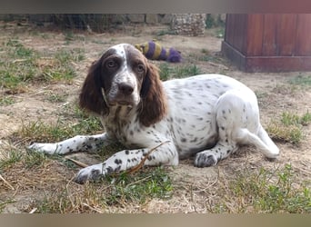English setter Rüde Welpe