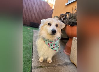 Joey SR - kleiner Kämpfer sucht sein Für-immer-Zuhause