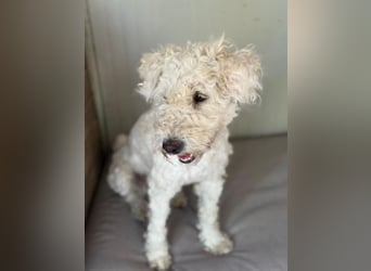 Luna, Puli-Mix, Hündin, geb. am 01.01.2022, 45 cm