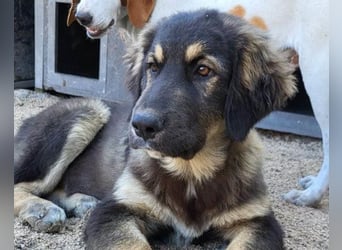 Aramis ❤️ liebevoll aufgeweckter Jungrüde