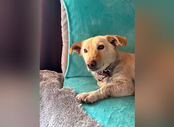 Ruhige Hündin Molly sucht ein zu Hause