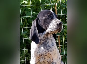 Braque d'Auvergne (Auvergne Vorstehhund) Welpe
