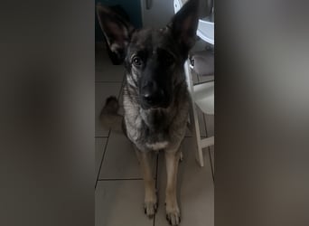 Schöner sozialisierter Familienschäferhund sucht ein zu Hause