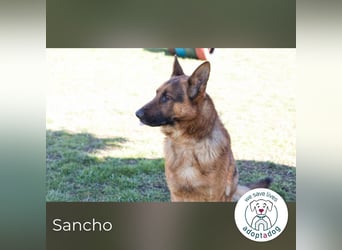 Sancho: Sucht ein erfahrenes Zuhause