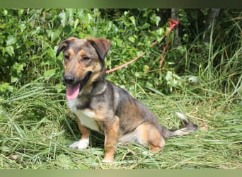 Zauberhafte kleine Henriette wünscht sich ein Zuhause