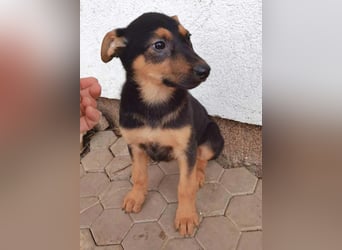 Dina sucht ein Zuhause!