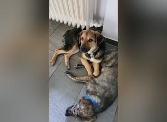 Gigi  ist in der Südpfalz zu besuchen